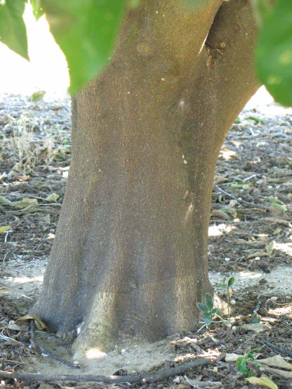            Bark (Winter Haven, FL)   